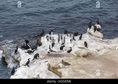 Brandt il cormorano (Phalacrocorax penicillatus), la Jolla Beach, California, Stati Uniti d'America Foto Stock