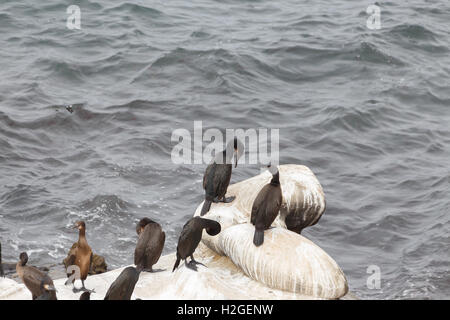 Brandt il cormorano (Phalacrocorax penicillatus), la Jolla Beach, California, Stati Uniti d'America Foto Stock