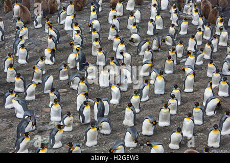 Guardando verso il basso sulla vasta pinguino reale (Aptenodytes patagonicus) Colonia a Salisbury Plain sulla Georgia del Sud. Allevamento stimato Foto Stock