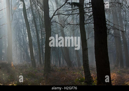 Il freddo foschia mattutina nel bosco a Kettlestone North Norfolk Foto Stock