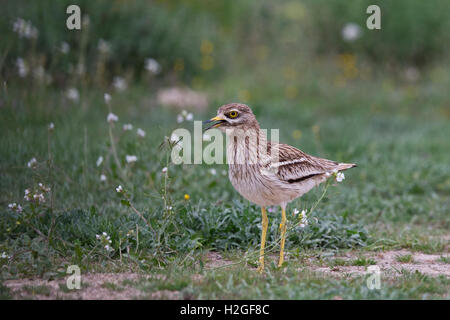 Eurasian Stone Curlew Burhinus oedicnemus pattugliamento territorio contro l'intrusione di Stone Curlew su spagnolo steppe, Montgai, Catal Foto Stock