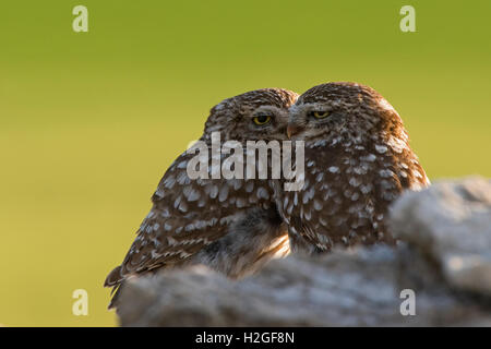 Civetta Athene noctua coppia allopreening prima dell'accoppiamento Montgai Spagna Aprile Foto Stock