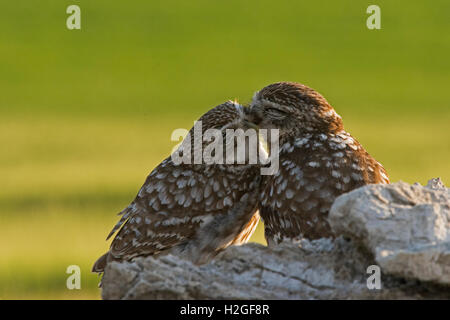 Civetta Athene noctua coppia allopreening prima dell'accoppiamento Montgai Spagna Aprile Foto Stock