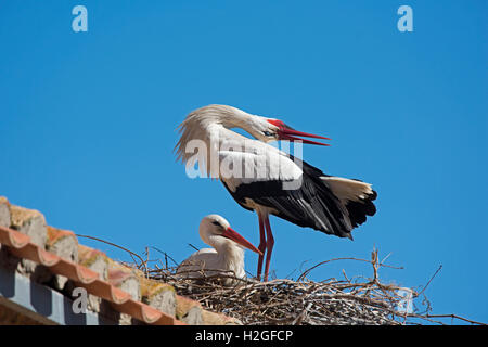 Cicogna bianca Ciconia ciconia coppia visualizzazione a nido sulla cattedrale Alfaro Spagna Foto Stock