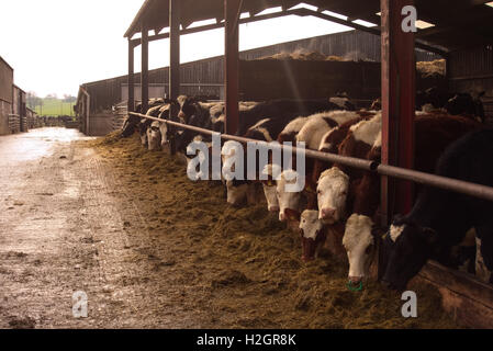 Freisian Croce Rossa Svedese e Montbeliard yearling sostituzione dairy giovenche mangiare insilati di erba in tardo inverno Foto Stock
