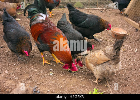 La crema Legbar gallina e Welsummer galletto Foto Stock