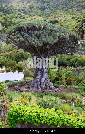 Mille anni Canarian dragon tree (Dracaena draco), Drago Milenario, Icod de los Vinos, Tenerife, Isole Canarie, Spagna Foto Stock