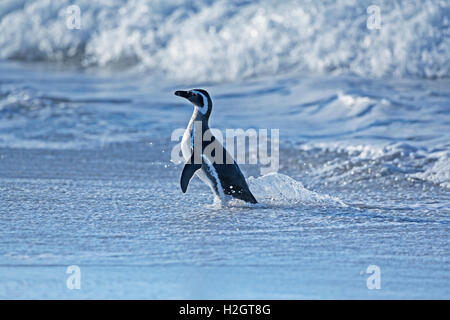 Magellanic penguin (Spheniscus magellanicus) provenienti al di fuori dell'acqua, Sea Lion Island, Atlantico del Sud, Isole Falkland Foto Stock