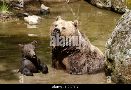 L'orso bruno (Ursus arctos), madre con bambino seduto in acqua, captive, Parco Nazionale della Foresta Bavarese, Baviera, Germania Foto Stock