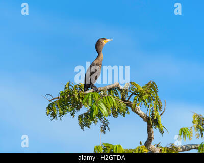 Neotropic cormorano (Phalacrocorax brasilianus) sul ramo, Cuyabeno riserva faunistica, la foresta pluviale amazzonica Sucumbíos Provincia Foto Stock