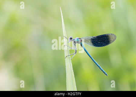 Nastrare maschio demoiselle (Calopteryx splendens) sulla canna, Hesse, Germania Foto Stock