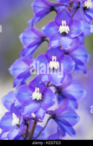 Delphinium alpino o candela larkspur (Delphinium elatum), Germania Foto Stock