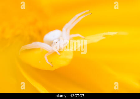 Fiore ragno granchio o oro ragno granchio (Misumena vatia) in attesa di prede sul fiore giallo, Hesse, Germania, Foto Stock