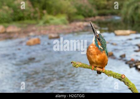 Eurasian kingfisher (Alcedo atthis), maschio seduta sul ramo accanto al fiume, Hesse, Germania Foto Stock