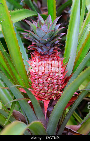 Impianto di ananas con ananas maturo (Ananas bracteatus), Origine Sud America, Jardín de Aclimatión de La Orotava Foto Stock