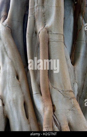 Moreton Bay fig (Ficus macrophylla) o Australian banyan, antenna le radici e il tronco, origine Australia, Jardín de Aclimatión de La Foto Stock