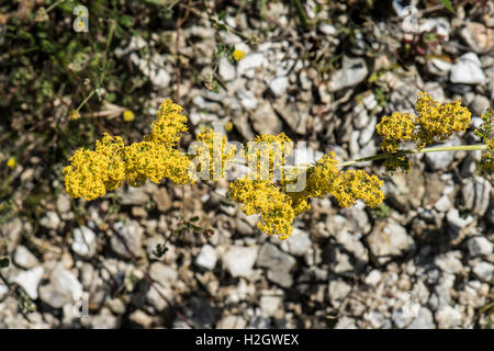 Lady's Bedstraw, Galium verum, Surrey, Regno Unito Foto Stock