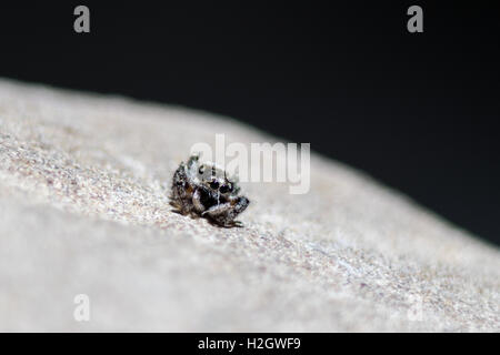 Una piccola spider seduto su una roccia Foto Stock