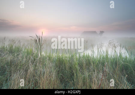 Dutch misty terreni agricoli a sunrise Foto Stock