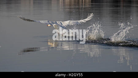 Swan di decollare dal lago Foto Stock