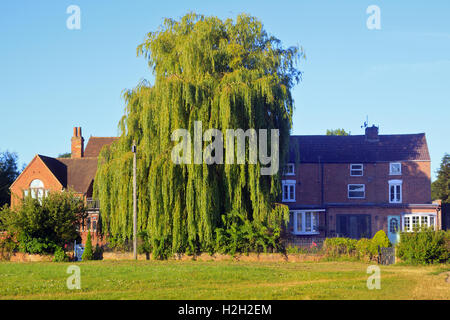 Salice piangente nel Giardino Cottage Foto Stock