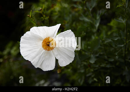 Un unico fiore Romneya,noto anche come papaveri Matilija o albero di semi di papavero Foto Stock