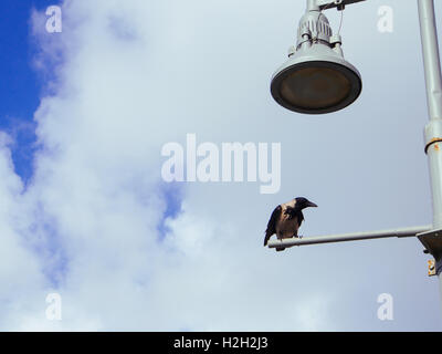 Cornacchia Mantellata (Corvus cornix) appollaiato su un lampione con cielo blu sullo sfondo. Fotografato in Israele nel Maggio Foto Stock