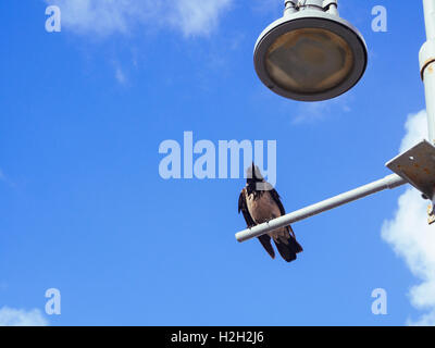 Cornacchia Mantellata (Corvus cornix) appollaiato su un lampione con cielo blu sullo sfondo. Fotografato in Israele nel Maggio Foto Stock