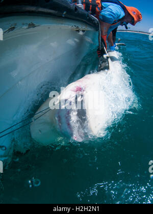 I ricercatori sono taggare il sandbar shark (Carcharhinus plumbeus) nel mare Mediterraneo. Negli ultimi anni questo squalo è diventato Foto Stock