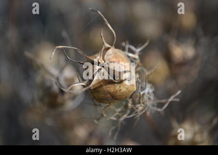 Pod semi di Nigella con sfondo sfocato Foto Stock