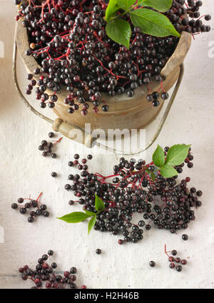 Raccolti freschi o di sambuco bacche di sambuco frutti con foglie (Sambucus) Foto Stock