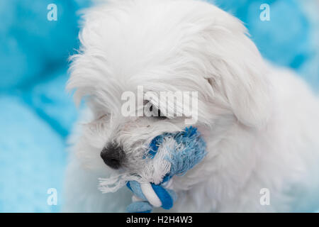 Molto carino il maltese cucciolo di dieci settimane vecchio, dal campione i genitori Foto Stock