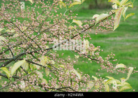 Euonymus hamiltonianus sieboldianus 'coral charme". Albero di mandrino e baccelli di semi Foto Stock