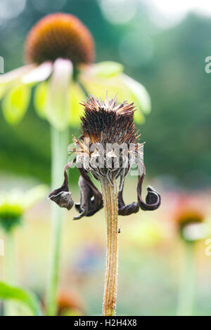Echinacea 'Verde invidia' fiori andando a seme. Trascorso Coneflowers Foto Stock