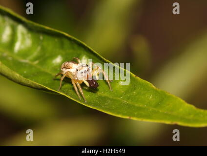 Jumping spider alimentazione su un insetto morto. Foto Stock