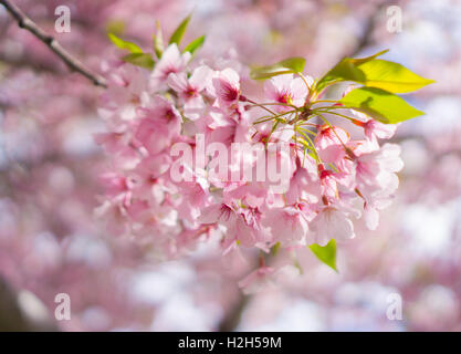 Bella immagine ravvicinata di fiori di ciliegio durante la stagione primaverile, Auckland Foto Stock