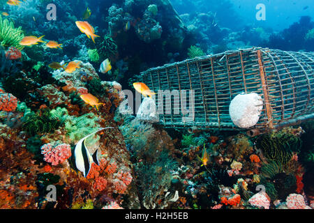 Scartato trappola di pesca su una scogliera di corallo, Apo island, Filippine Foto Stock