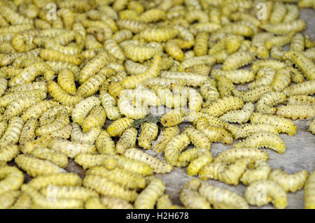 Vivere giallo bambù worm per la vendita nel Nord Vietnam Foto Stock