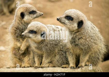 Tre meerkats seduti insieme su una roccia, due guardando ogni altro. Prese a Newquay Zoo. Foto Stock