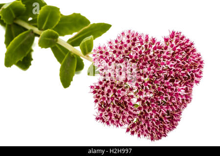 Infiorescenza di fiori stonecrop close-up, lat. Sedum spectabile, isolato su sfondo bianco Foto Stock