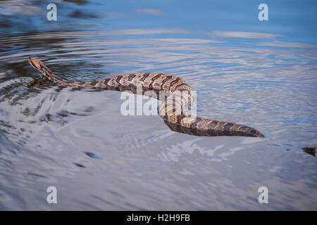 Un Canneto timber rattlesnake nuotate lungo una zona allagata vicino al fiume nero Ottobre 11, 2015 in Andrews, Carolina del Sud. Foto Stock