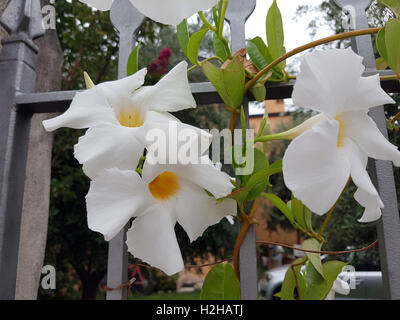 , Dipladenia Sanderi; Sundaville Foto Stock