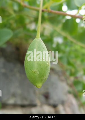 Kapernfrucht Kapernstrauch;;; Capparis spinosa Foto Stock