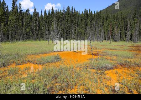 Vernice color ocra pentole in Kootenay NP Foto Stock