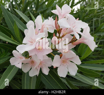 Oleandro; Nerium; rosa Foto Stock