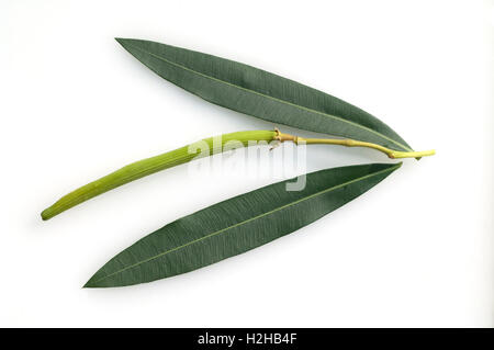 Oleandro; Nerium; Blaetter, Giftpflanze, Frucht Foto Stock