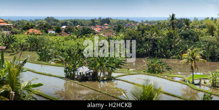 Indonesia, Bali, Lovina, costa nord terrazzati riso risaie a Banjar, panoramica Foto Stock