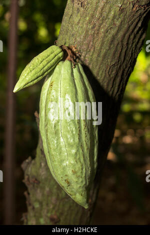 Indonesia, Bali, Lovina, cacao, Theobroma cacao, frutta di cacao su albero Foto Stock