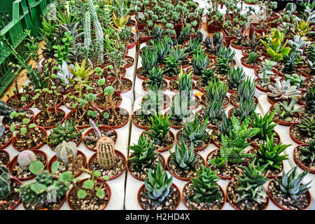 La vendita di esposizione di vari mini cactus. Foto Stock