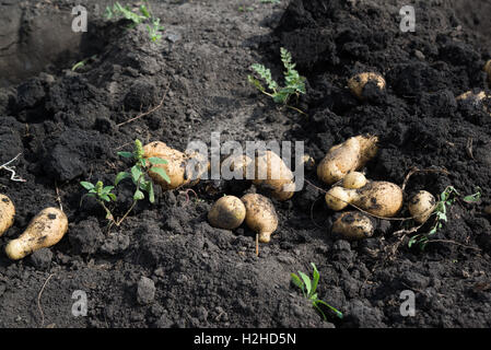 Appena scavato patate giacente a terra Foto Stock